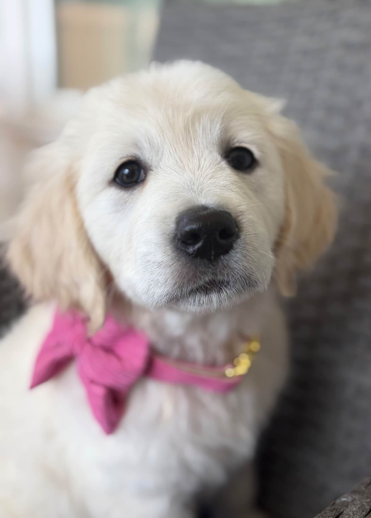 AKC English Cream Golden Retriever Puppies breeder image 9