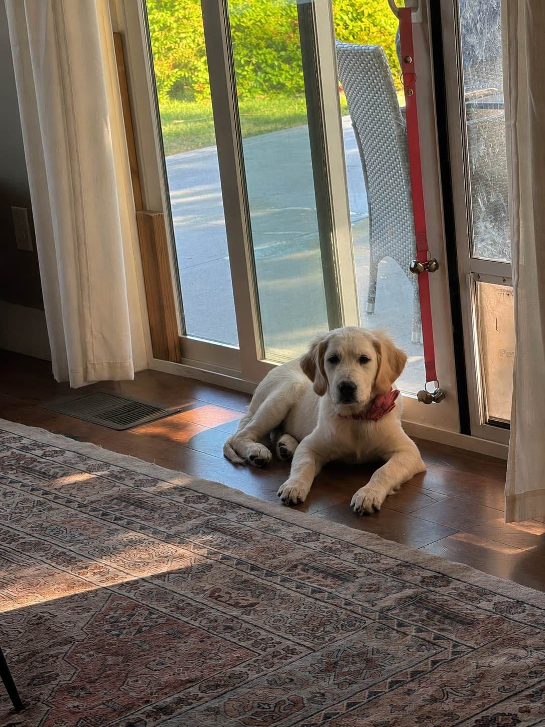 AKC English Cream Golden Retriever Puppies breeder image 13