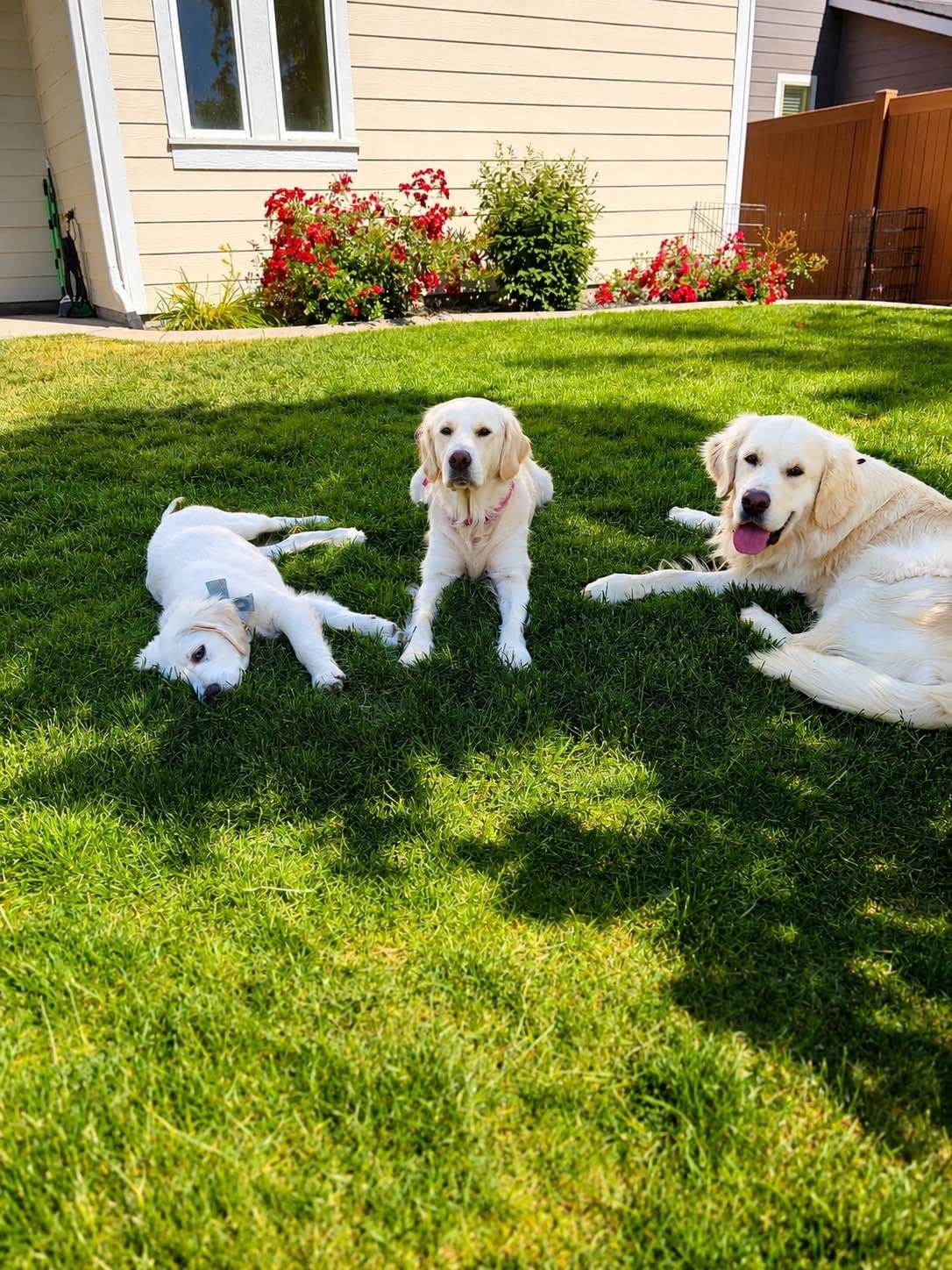 AKC English Cream Golden Retriever Puppies breeder image 8