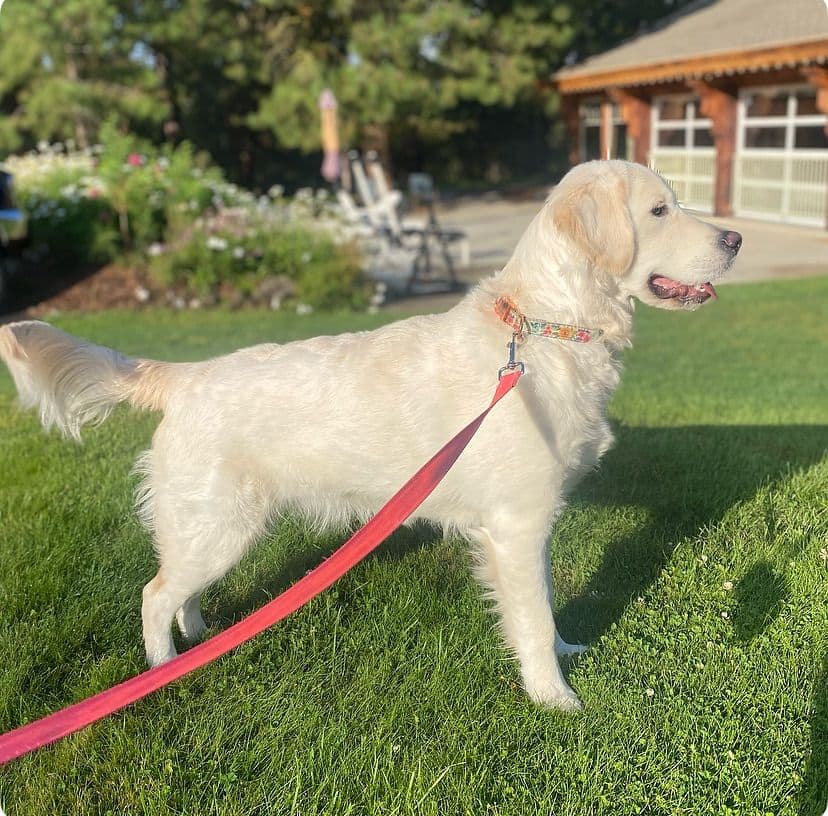 AKC English Cream Golden Retriever Puppies breeder image 2