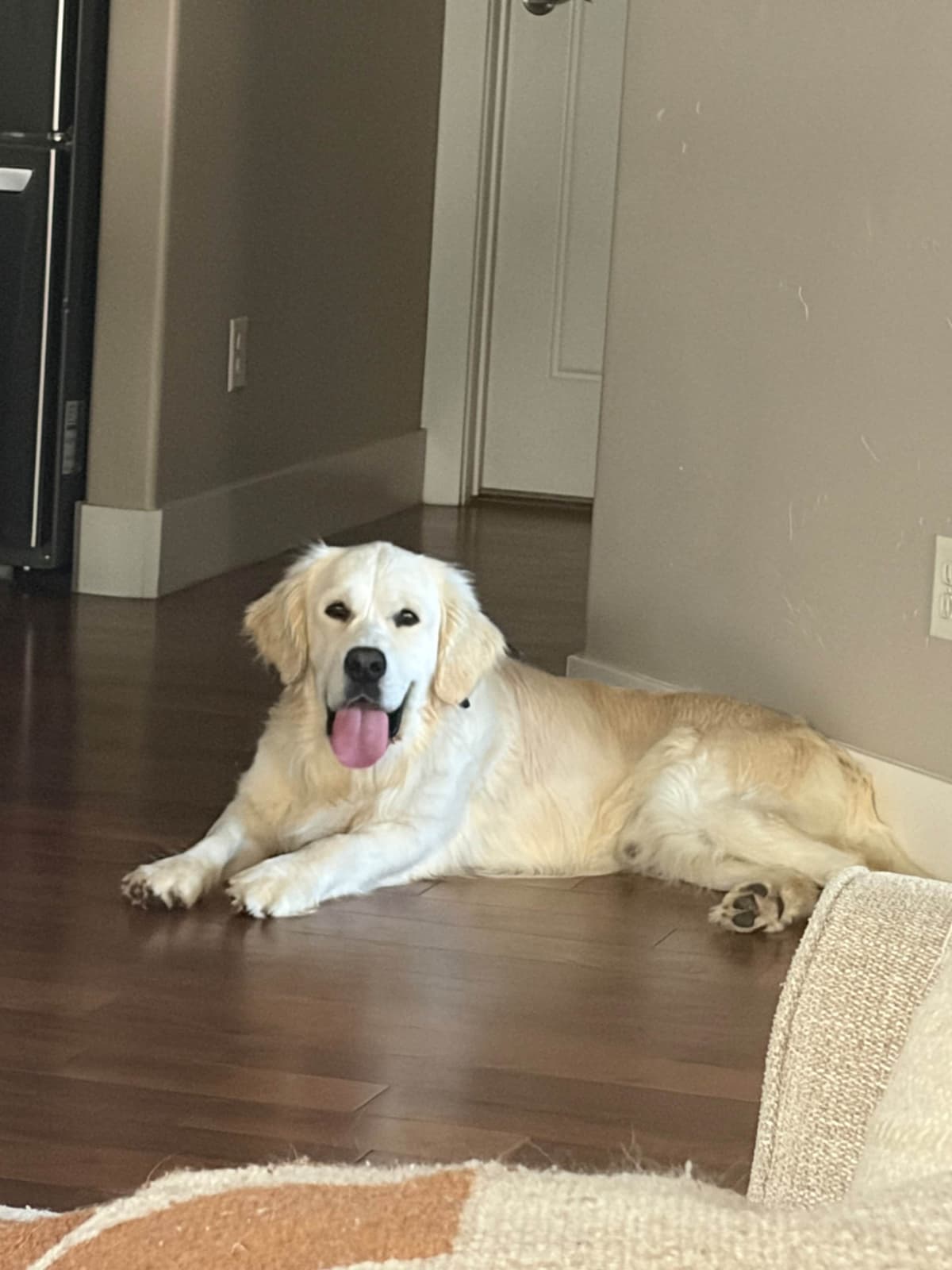 AKC English Cream Golden Retriever Puppies breeder image 17