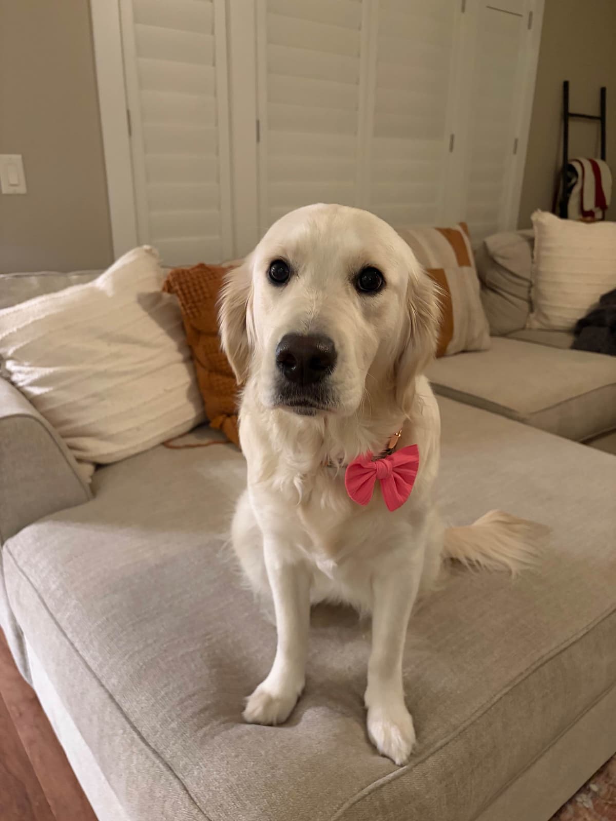 AKC English Cream Golden Retriever Puppies breeder image 19