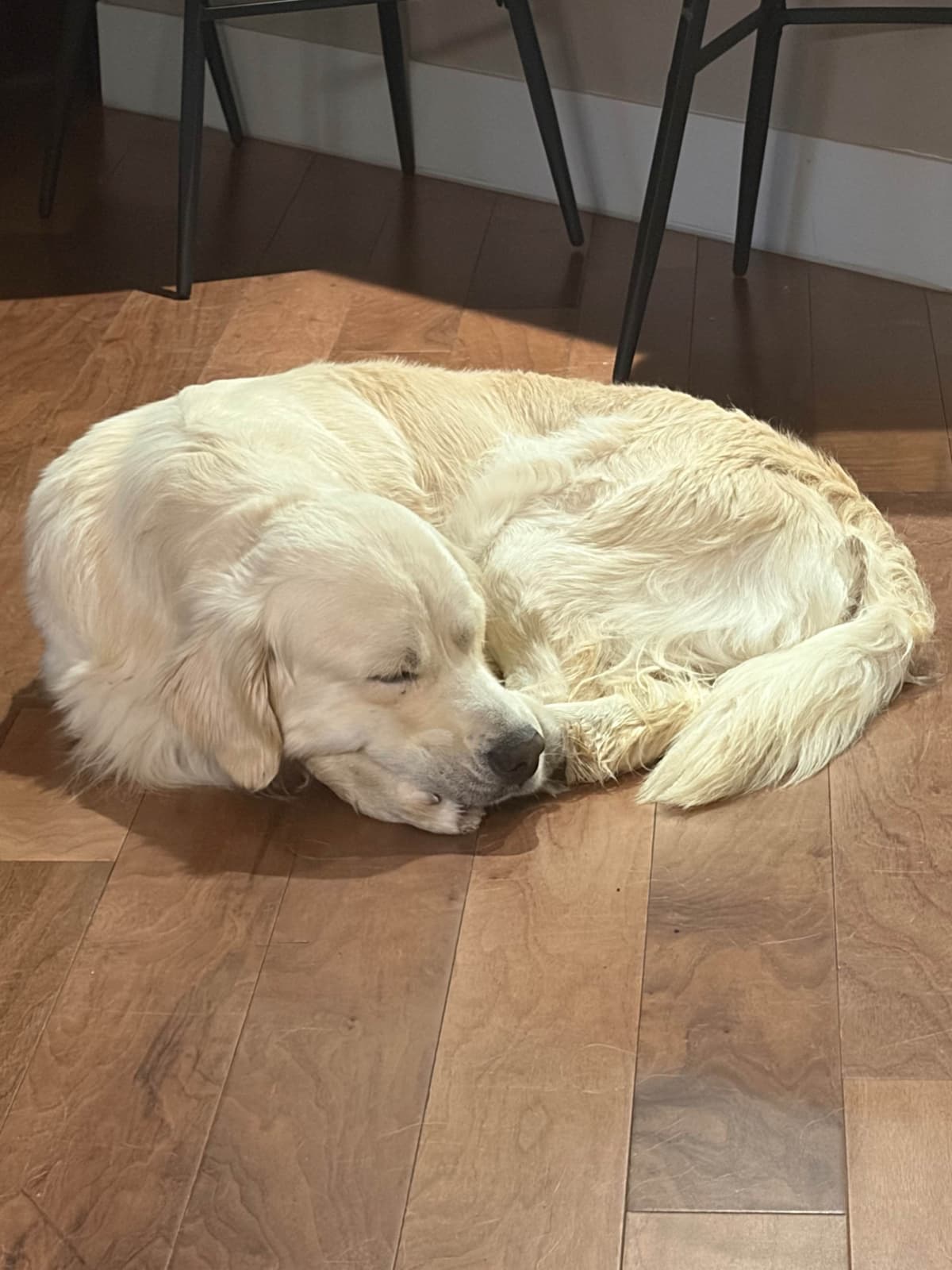 AKC English Cream Golden Retriever Puppies breeder image 18