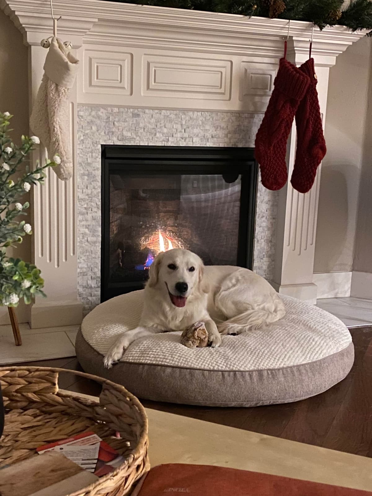 AKC English Cream Golden Retriever Puppies breeder image 20