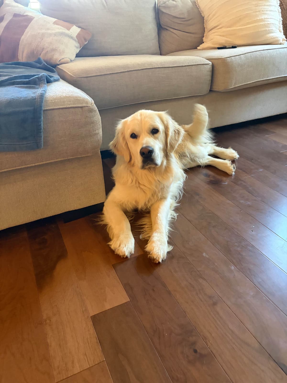 AKC English Cream Golden Retriever Puppies breeder image 22