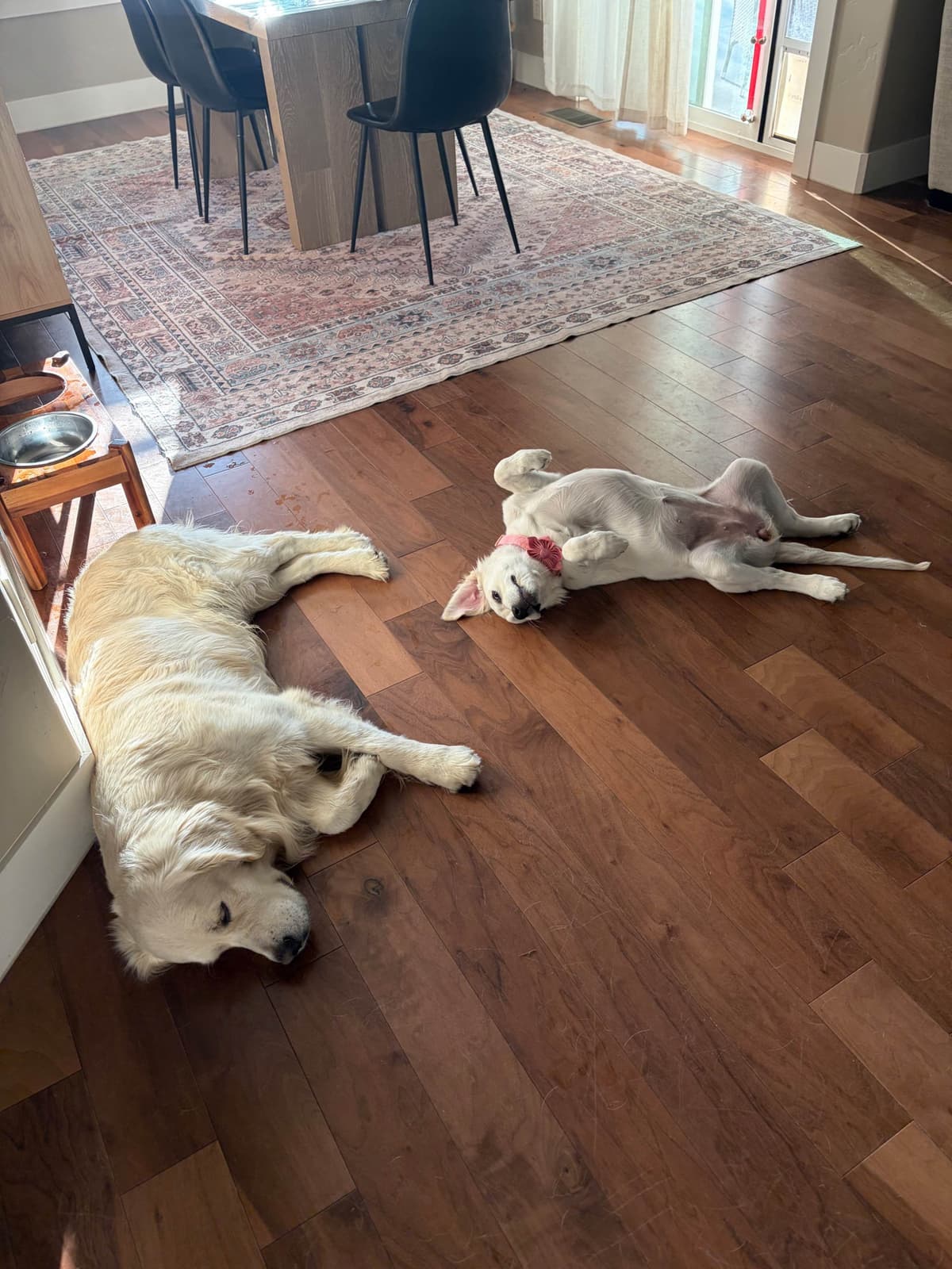 AKC English Cream Golden Retriever Puppies breeder image 23