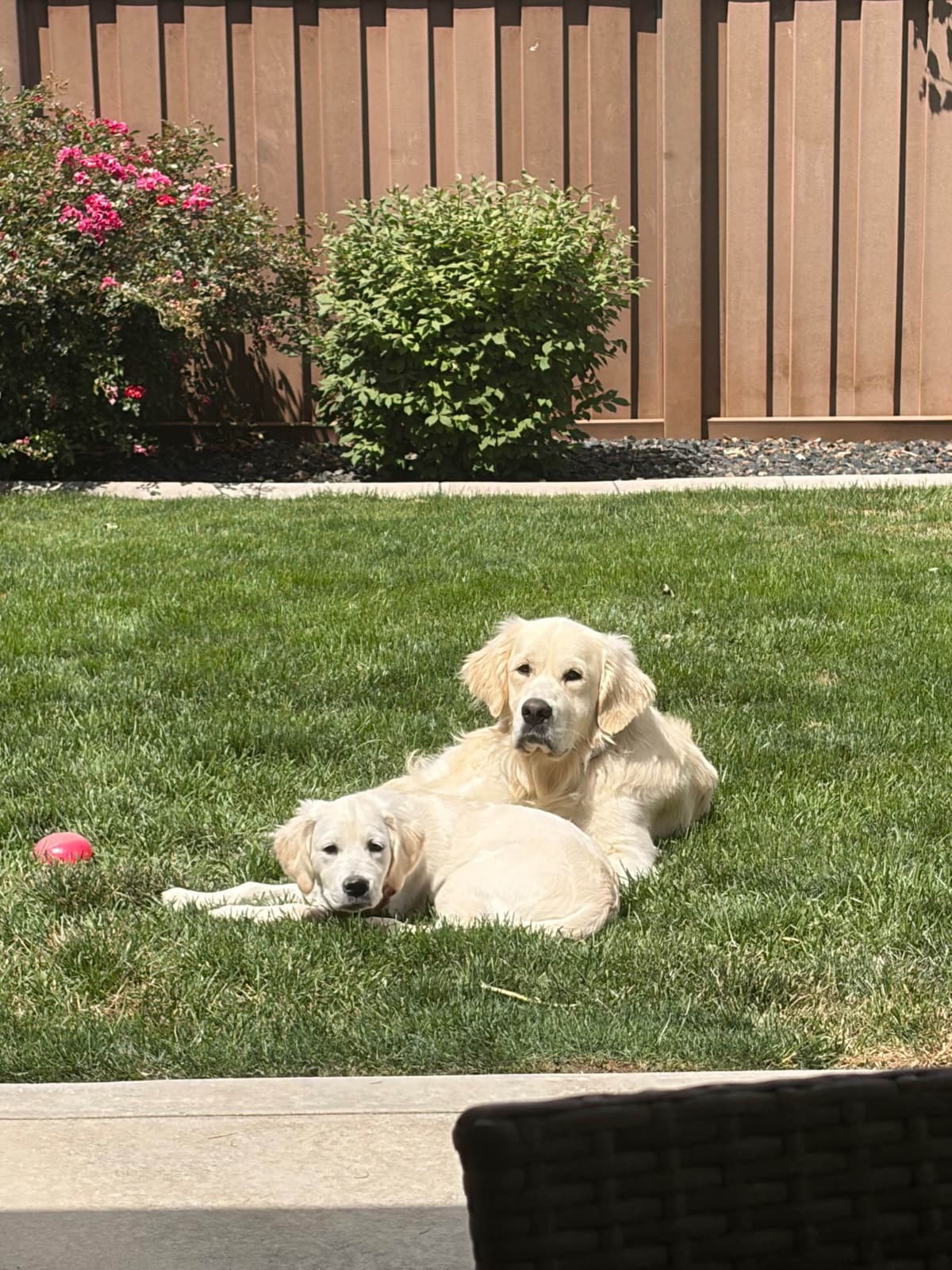 AKC English Cream Golden Retriever Puppies breeder image 24