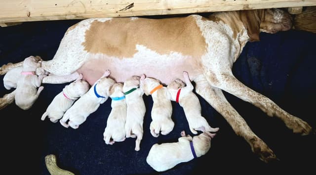 Bracco Italiano Puppies media 2