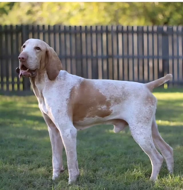 Bracco Italiano Puppies media 4