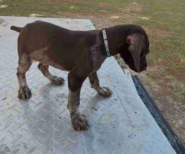 German Shorthaired Pointer Puppies media 2