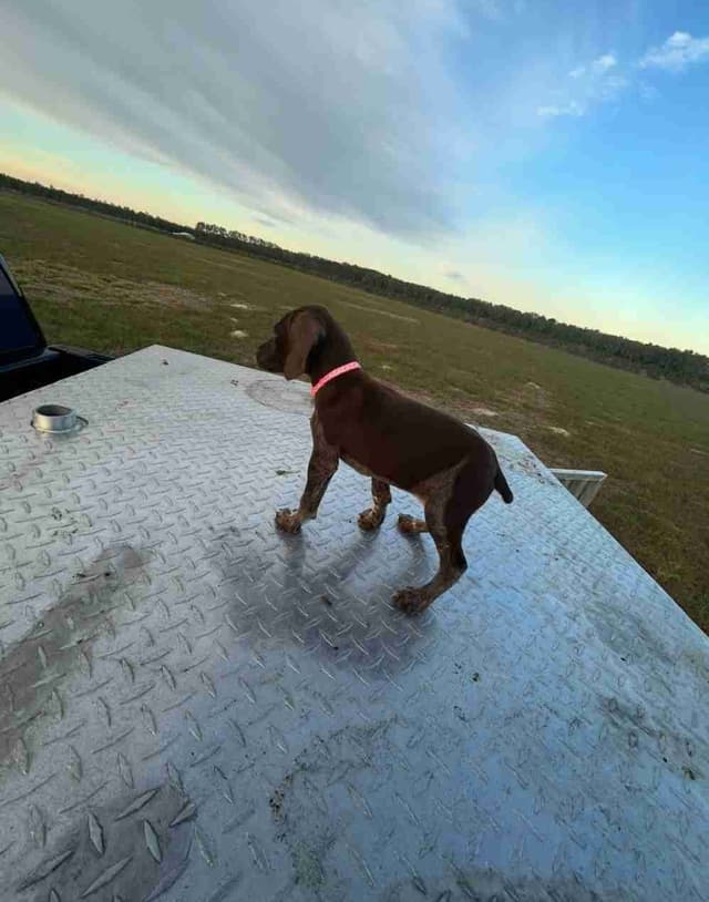 German Shorthaired Pointer Puppies media 3