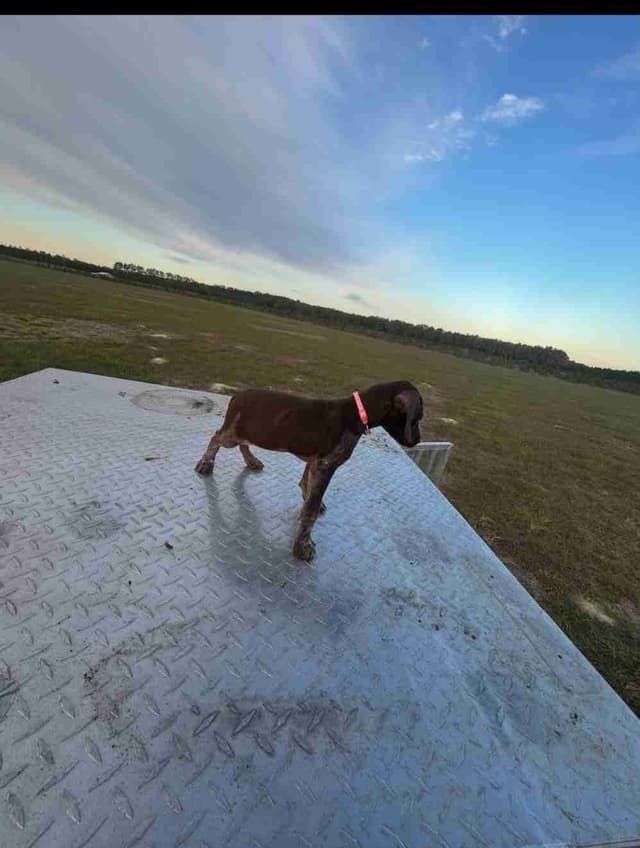 German Shorthaired Pointer Puppies media 4