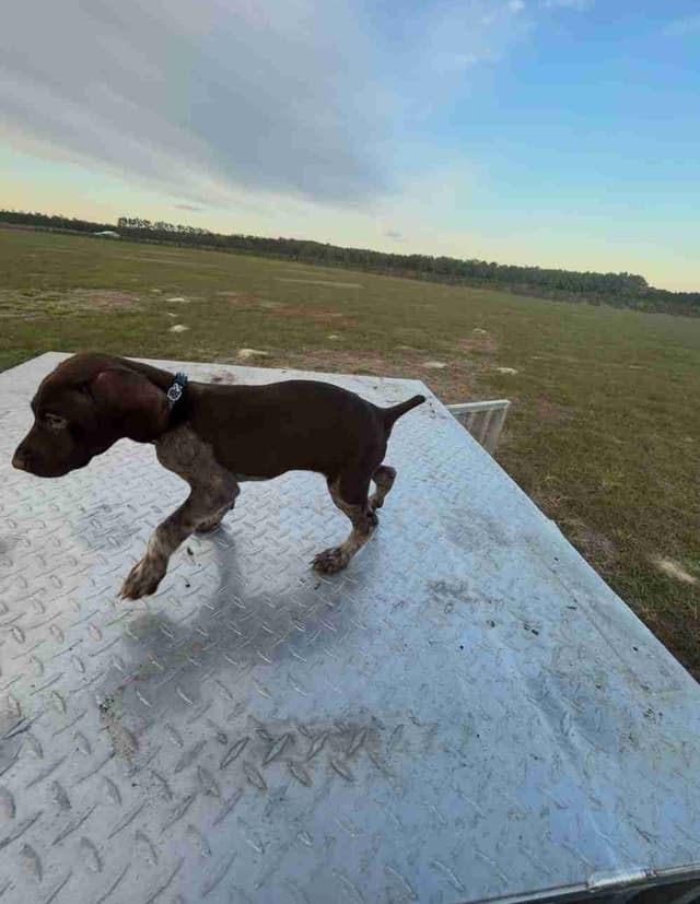 German Shorthaired Pointer Puppies media 5