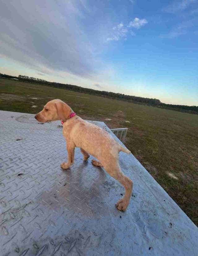 German Shorthaired Pointer Puppies media 6