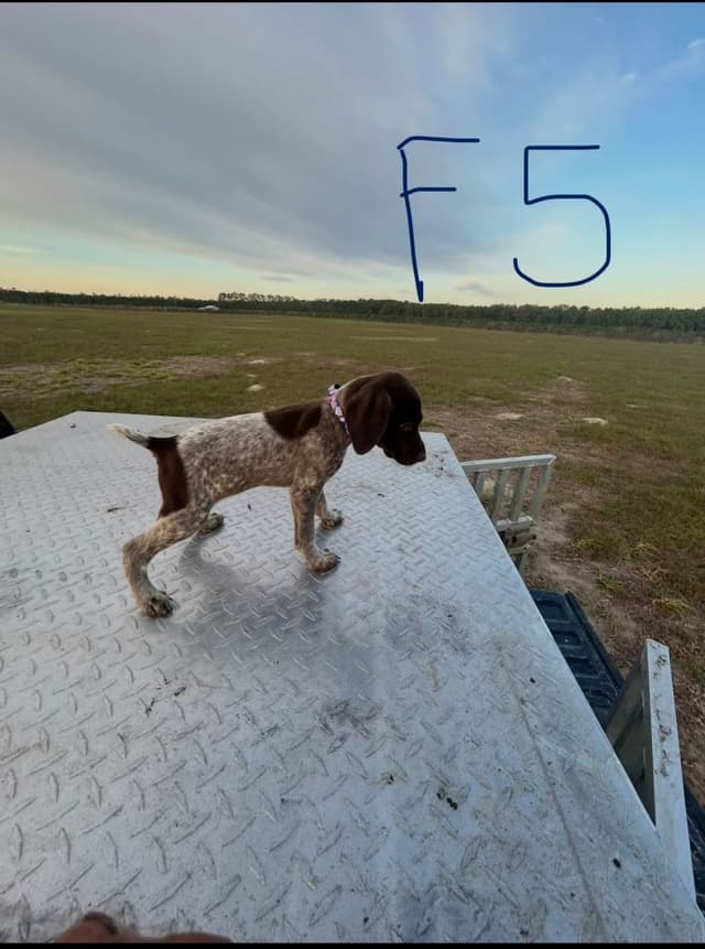 German Shorthaired Pointer Puppies media 7