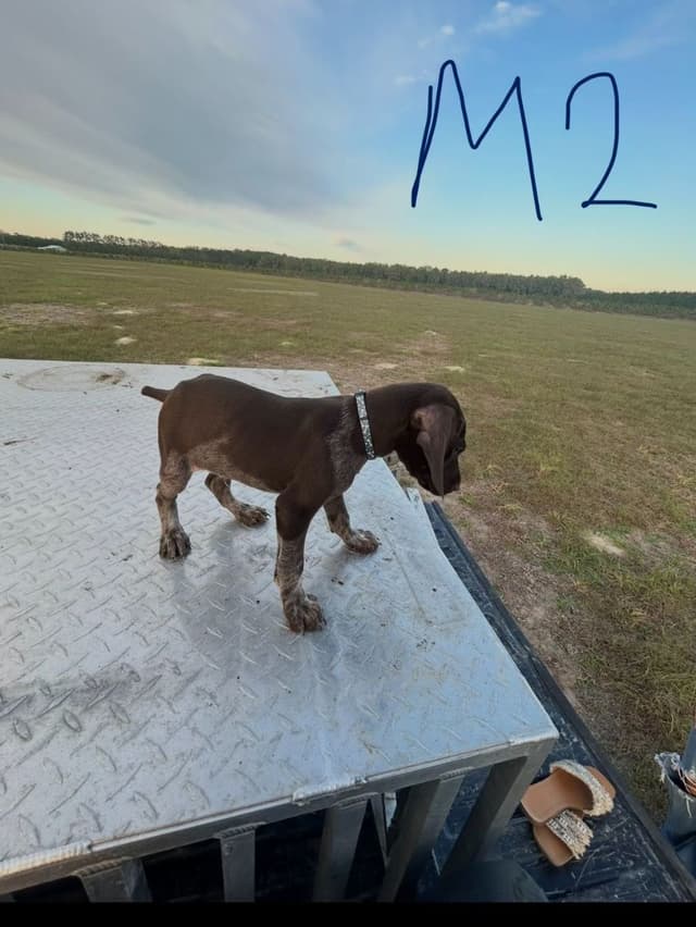 German Shorthaired Pointer Puppies media 8