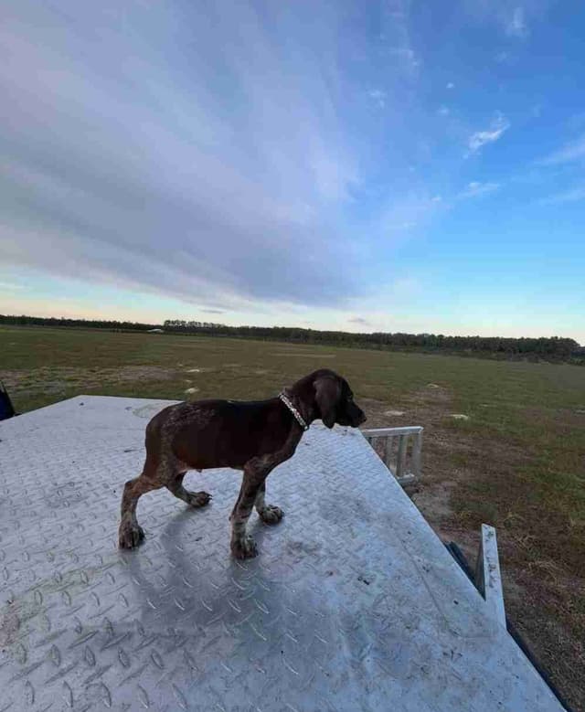 German Shorthaired Pointer Puppies media 11