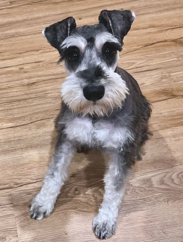 Gorgeous Miniature Schnauzer Puppies! media 2