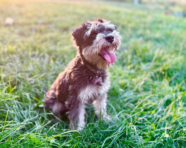Gorgeous Miniature Schnauzer Puppies! media 3