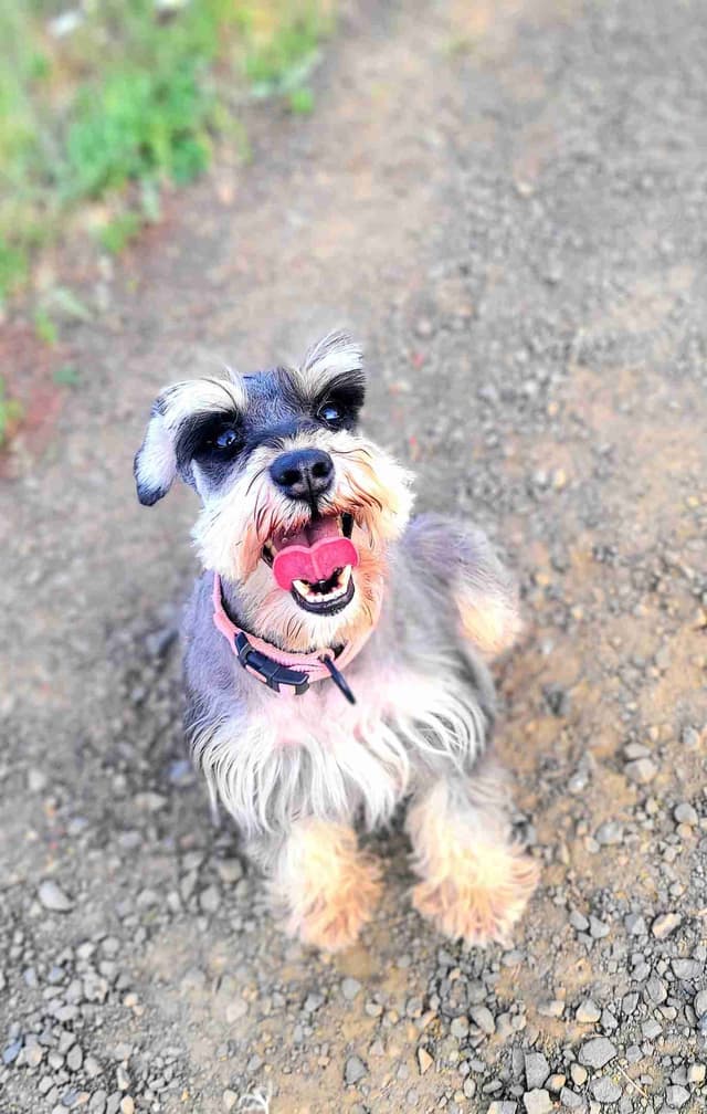 Gorgeous Miniature Schnauzer Puppies! media 4