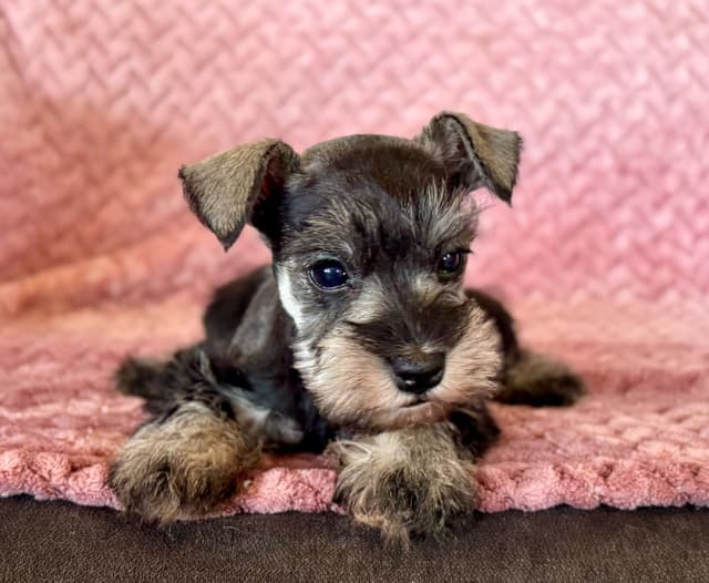 Gorgeous Miniature Schnauzer Puppies! media 5