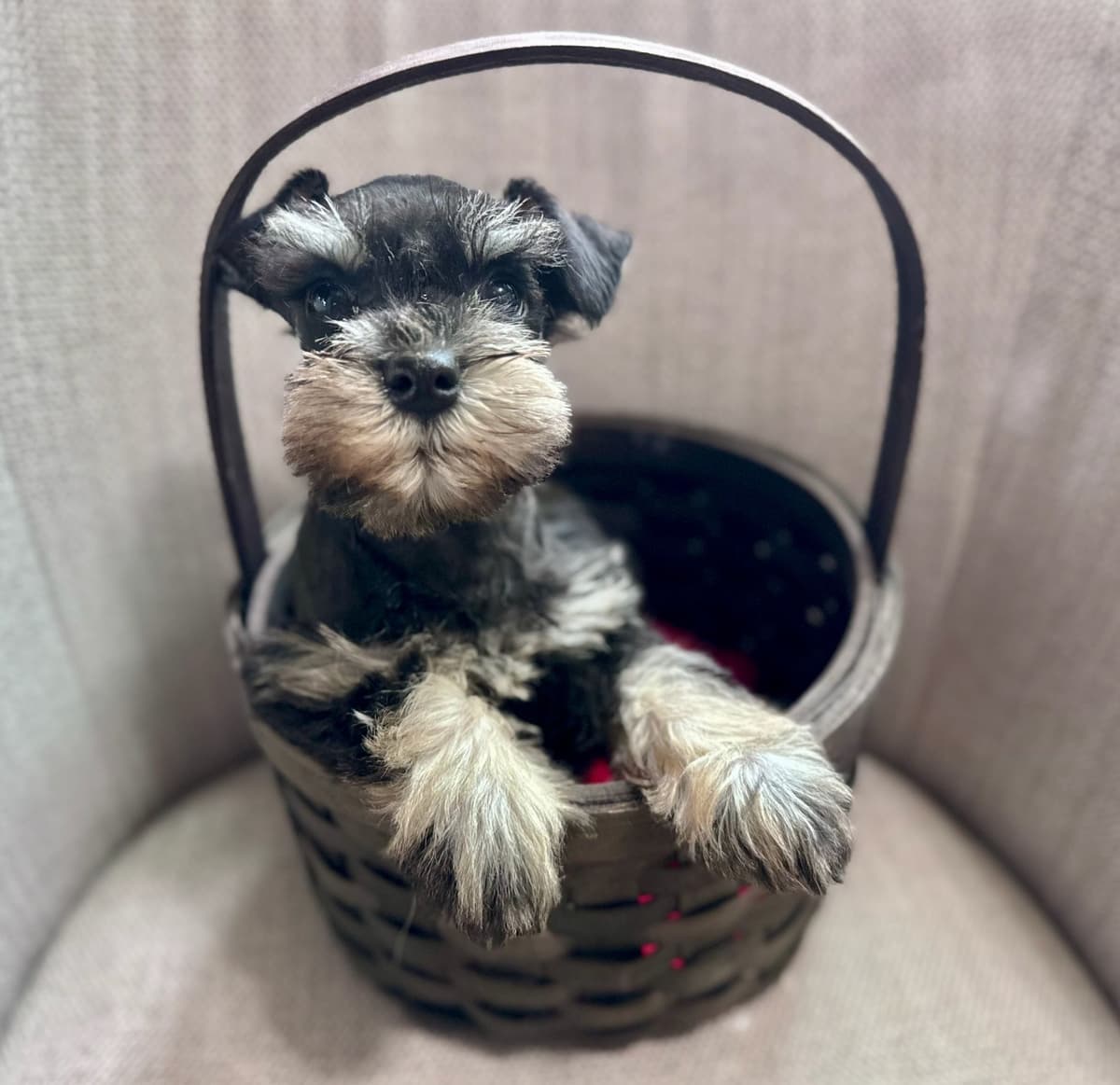 Gorgeous Miniature Schnauzer Puppies! breeder image 1
