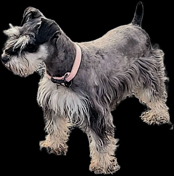 Gorgeous Miniature Schnauzer Puppies! breeder image 3