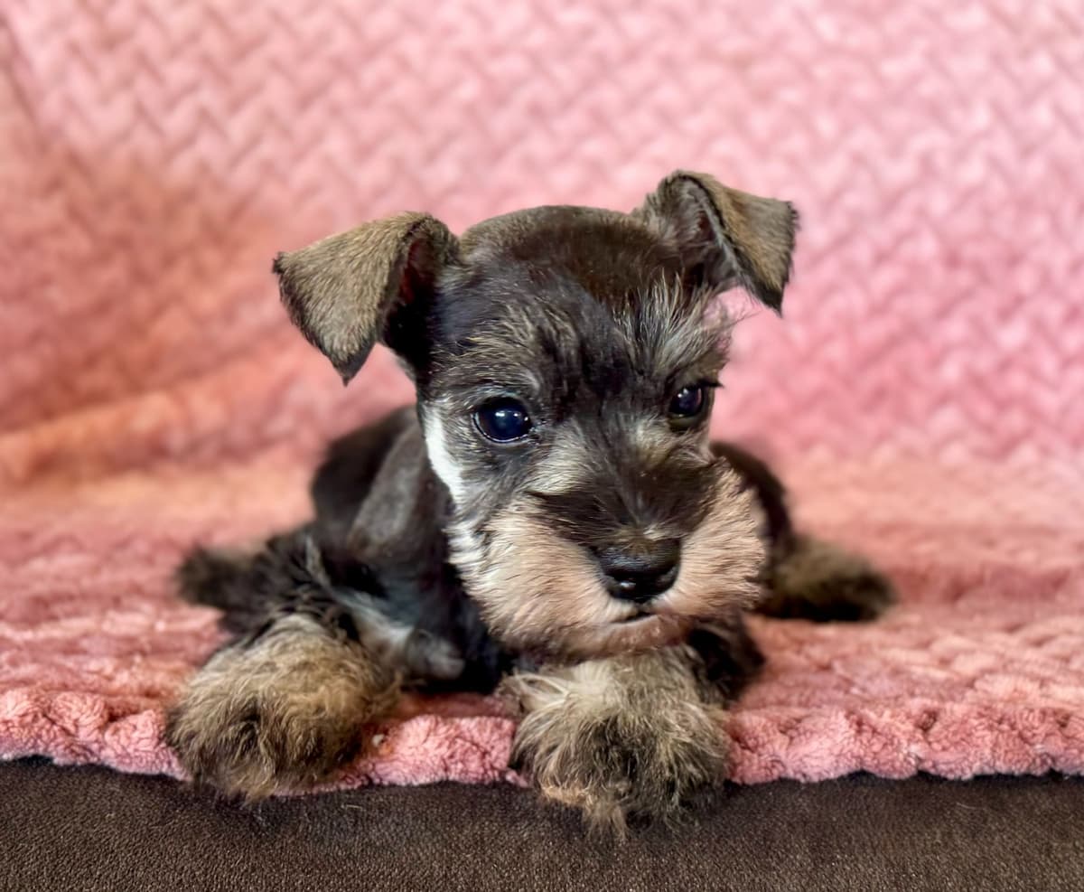 Gorgeous Miniature Schnauzer Puppies! breeder image 4