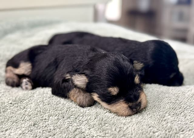 Gorgeous Miniature Schnauzer Puppies! media 6