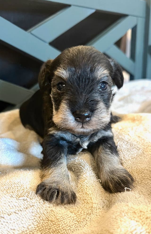 Gorgeous Miniature Schnauzer Puppies! media 7