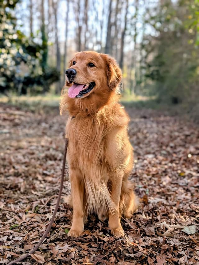 Golden Retriever Puppies media 2