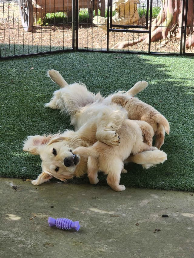 Golden Retriever Puppies media 4