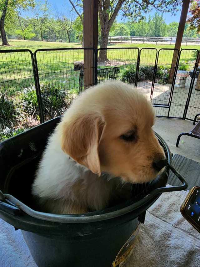 Golden Retriever Puppies media 5