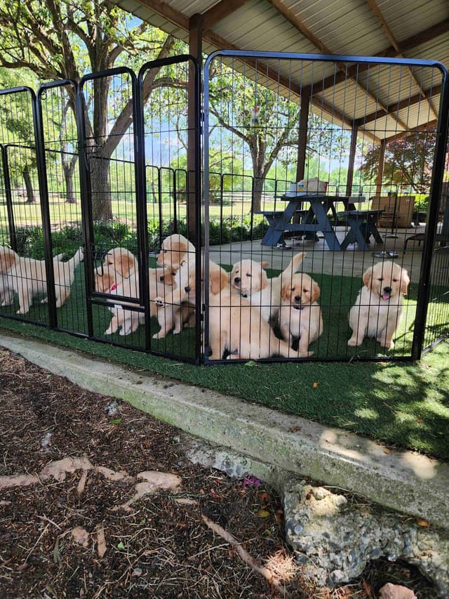 Golden Retriever Puppies media 6