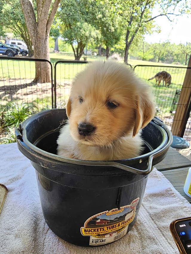 Golden Retriever Puppies media 7