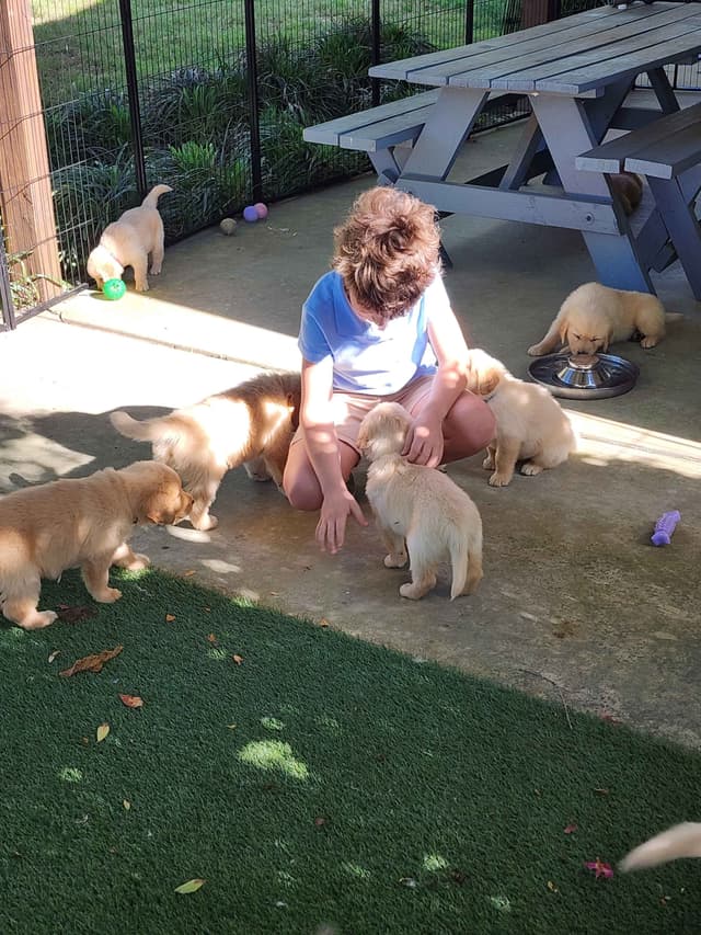 Golden Retriever Puppies media 8