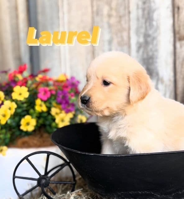 Golden Retriever Puppies media 9