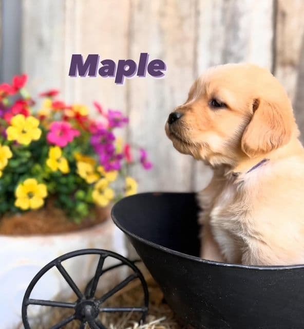 Golden Retriever Puppies media 10