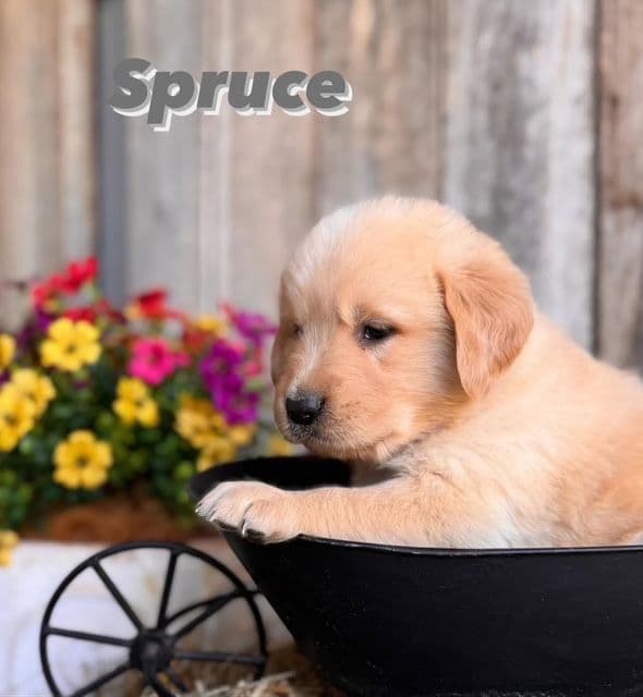 Golden Retriever Puppies media 11