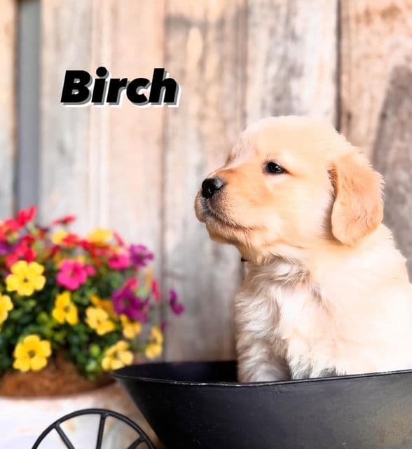 Golden Retriever Puppies media 12