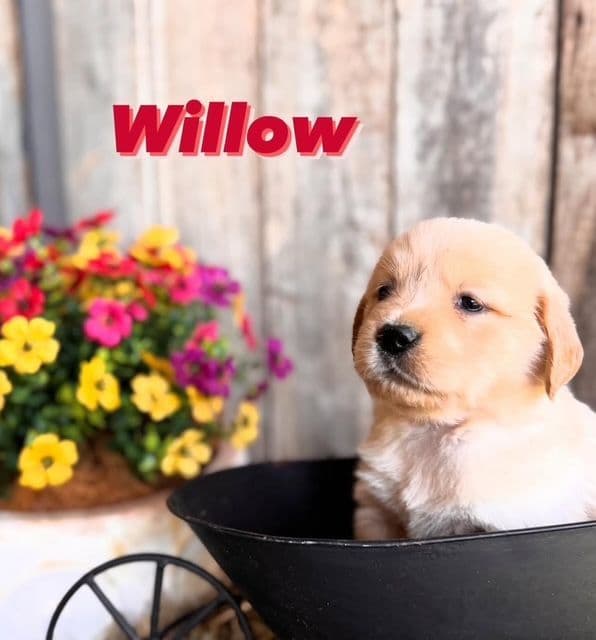 Golden Retriever Puppies media 13