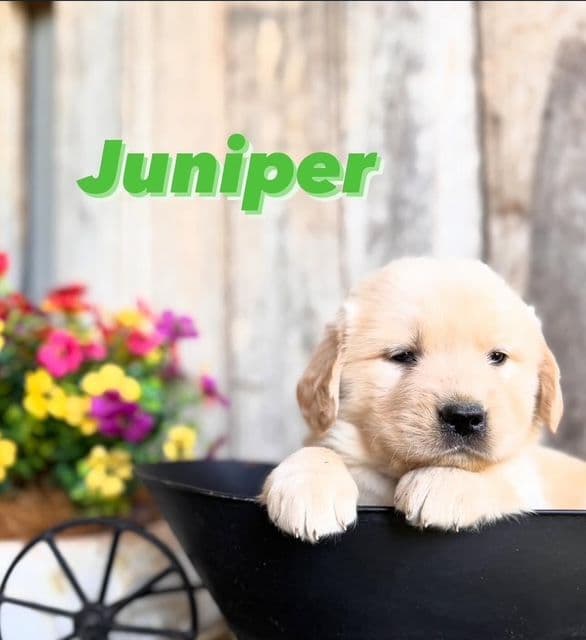 Golden Retriever Puppies media 14