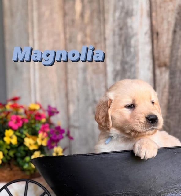 Golden Retriever Puppies media 15