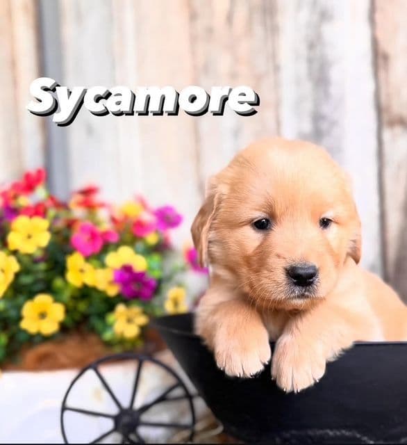 Golden Retriever Puppies media 16