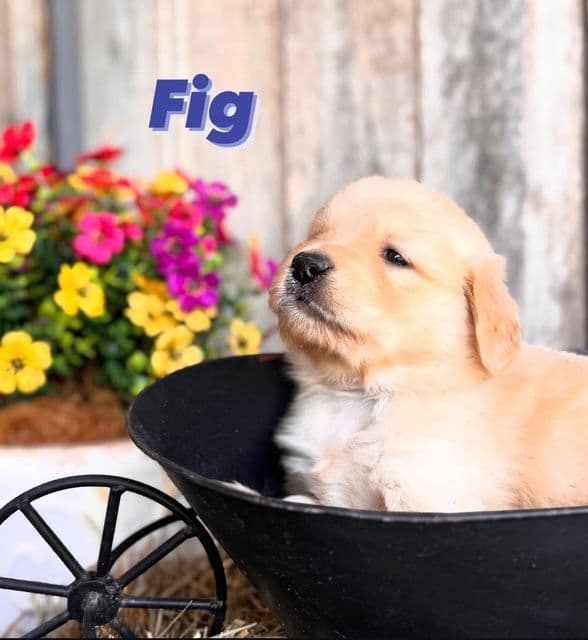 Golden Retriever Puppies media 17