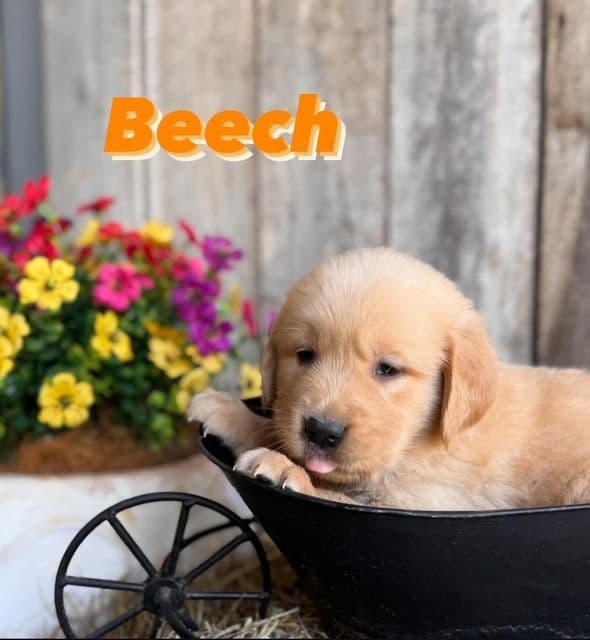 Golden Retriever Puppies media 18