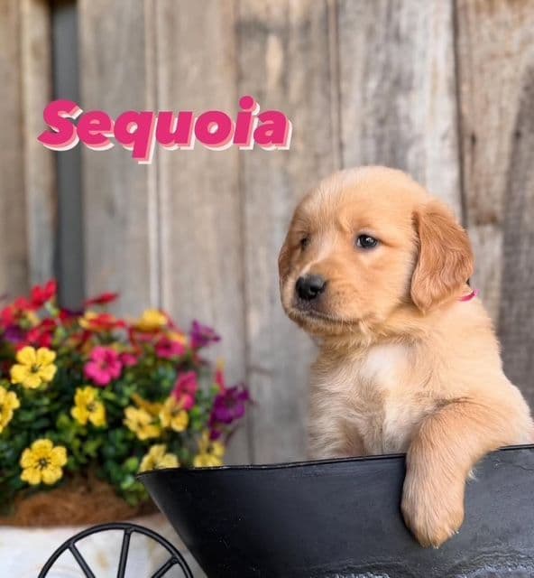 Golden Retriever Puppies media 19