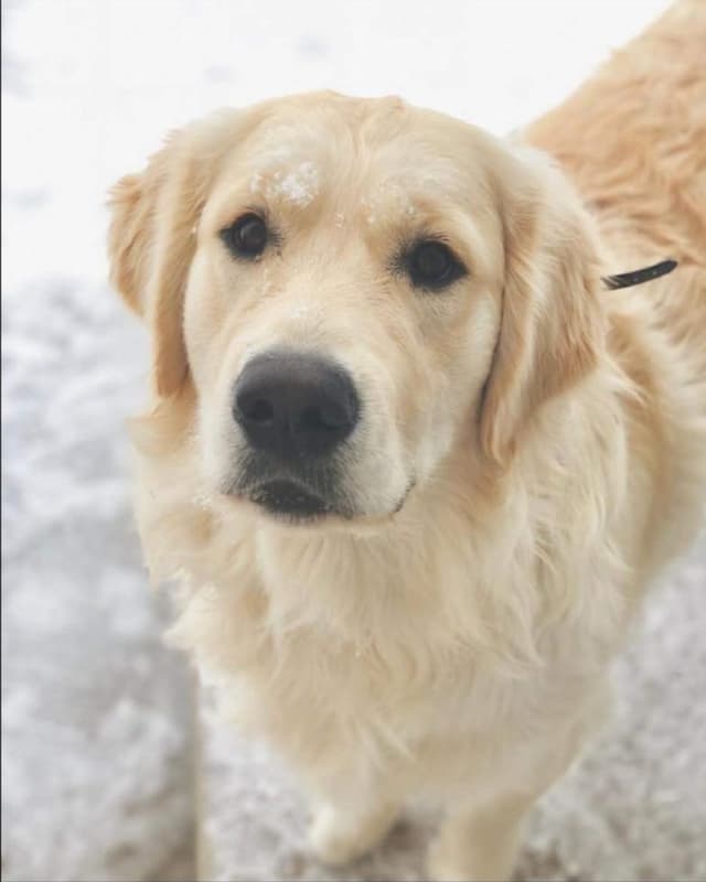 Golden Retriever Puppies media 20