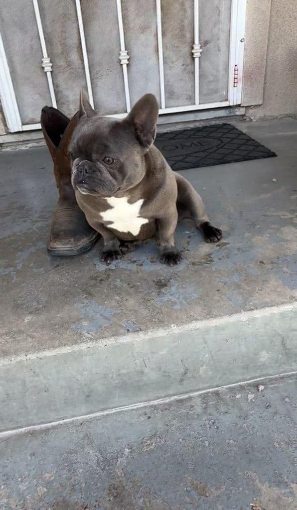 French Bulldog Puppies media 2
