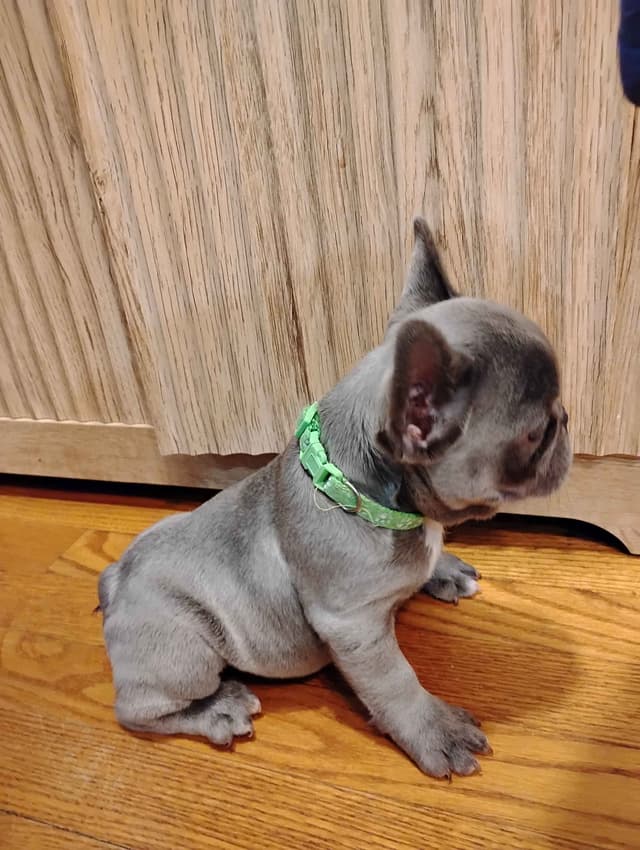 French Bulldog Puppies media 3
